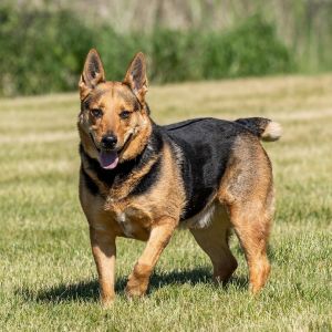 Bart, Adult Male German Shepherd Dog