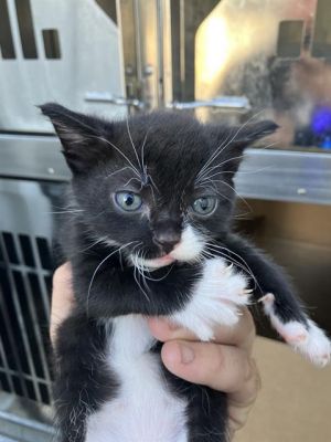 EMERALD, Baby Female Domestic Medium Hair