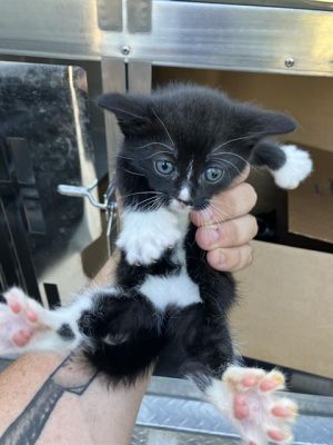 SAPPHIRE, Baby Male Domestic Medium Hair