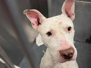 MARIE, Adult Female Mixed Breed