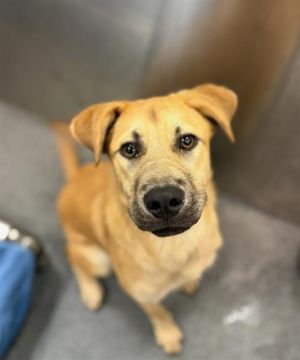 PEPE, Young Female Mixed Breed