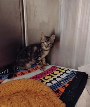 JIMMY, Baby Male Domestic Short Hair