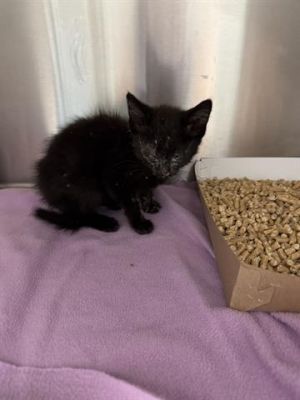 A126530, Baby Male Domestic Short Hair