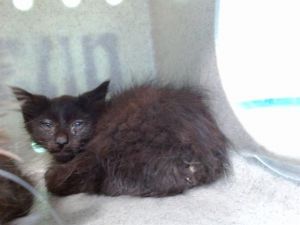HEATH, Baby Male Domestic Short Hair
