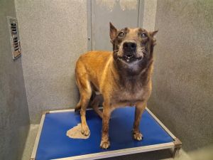 OSO Belgian Shepherd / Malinois Dog