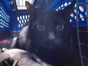 WHISKERS Domestic Short Hair Cat