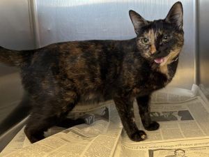 QUEEN Domestic Short Hair Cat