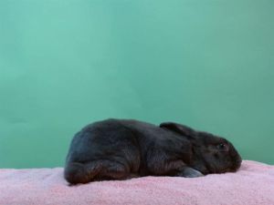 CLOAK Bunny Rabbit Rabbit