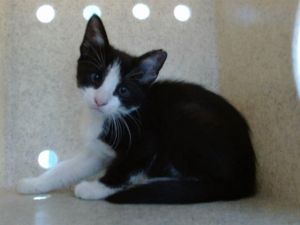 CALDER, Baby Male Domestic Short Hair