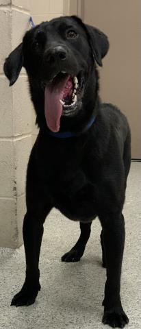 ZORRO