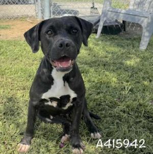 RYA, Young Female Pit Bull Terrier