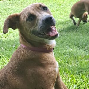 Moose, Young Male Mixed Breed