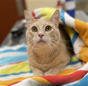 WALTER, Young Male Domestic Short Hair