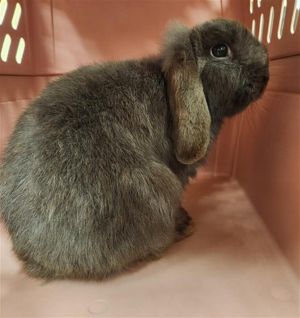 JACK, Young Male Mini Lop