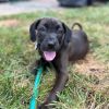 Helen Pup: Nippett photo 1