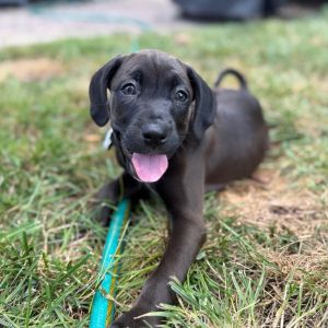 Helen Pup: Nippett, Baby Female Hound