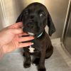 Helen Pup: Nippett photo 2