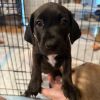 Helen Pup: Nippett photo 3