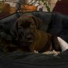 Helen Pup: Nippett photo 4