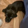Helen Pup: Nippett photo 5