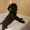 Helen Pup: Nippett photo 6
