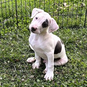 Agamemnon, Baby Male Mixed Breed