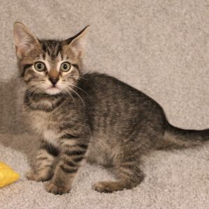 Aviation, Baby Male Domestic Medium Hair