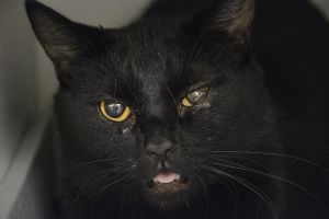Hi My name is Couga and I am available for adoption You can visit me at the Pet Adoption Center