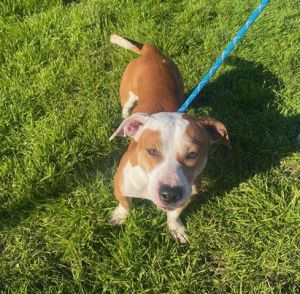 BRUNO AKA COCO, Adult Male Pit Bull Terrier