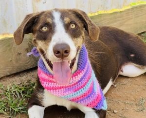 Blue $85 Fostered, Adult Female Australian Shepherd