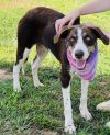 Blue $85 Fostered photo 2