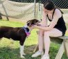 Blue $85 Fostered photo 3