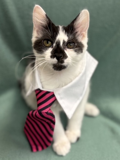 Pixie $ @ Petsmart thumbnail 1