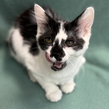 Pixie $ @ Petsmart thumbnail 2
