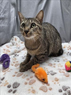 A117000 Domestic Short Hair Cat