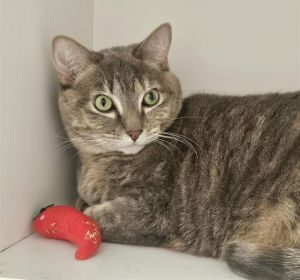 PRINCESS, Adult Female unknown
