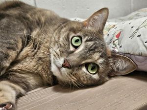 PRINCESS, Adult Female unknown