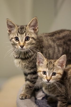 V5 Vito, Baby Male Domestic Short Hair