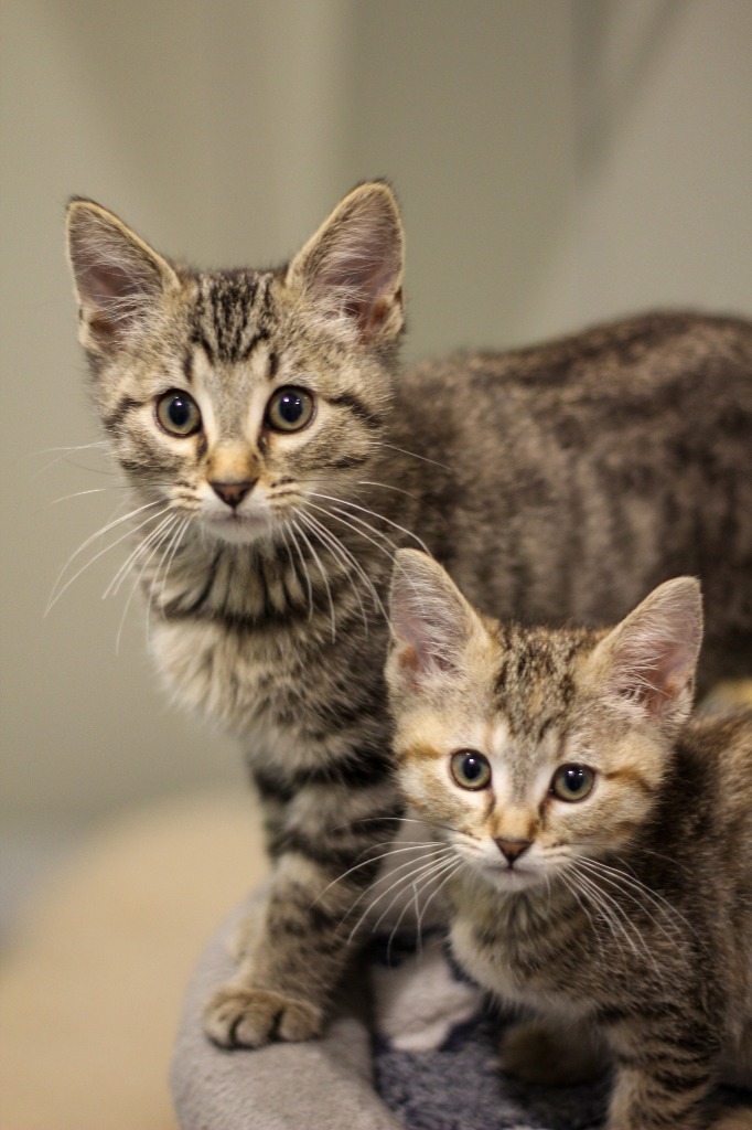 V5 Vito, an adoptable Domestic Short Hair in Ashland, WI, 54806 | Photo Image 1