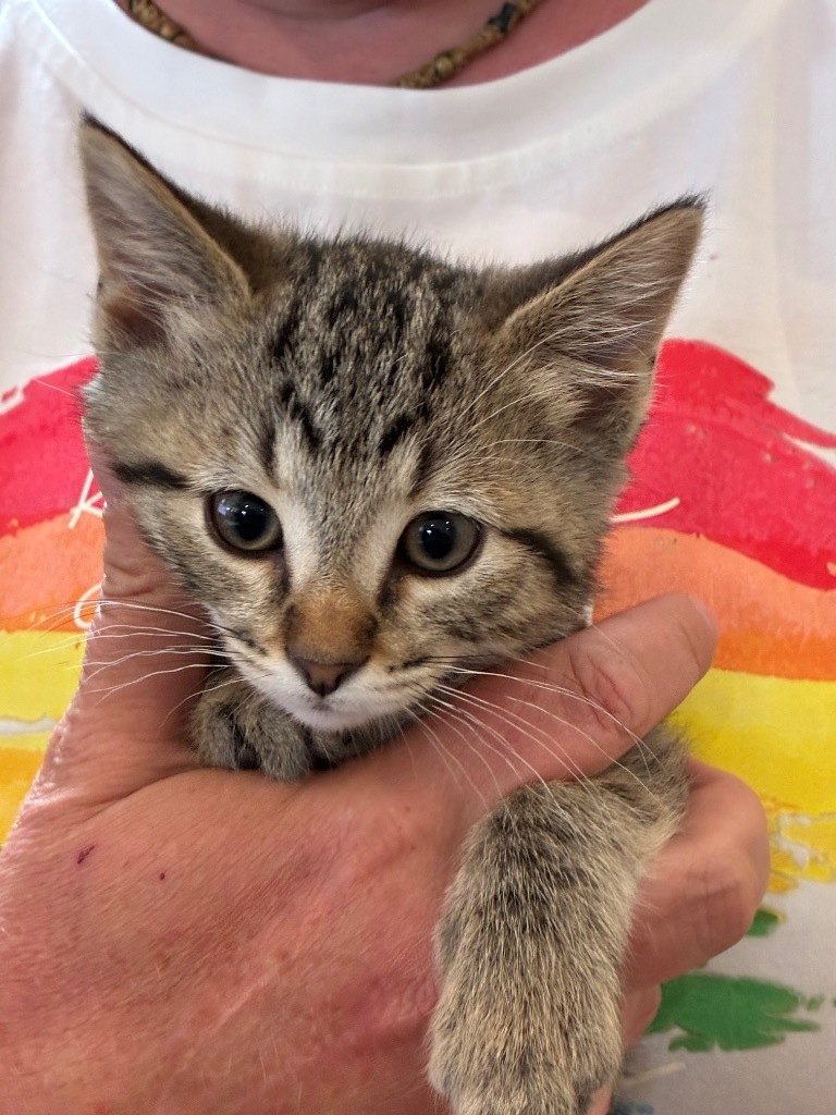 V5 Vito, an adoptable Domestic Short Hair in Ashland, WI, 54806 | Photo Image 2
