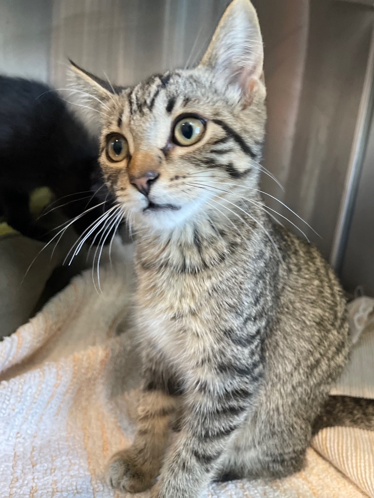 K2 Kira, an adoptable Domestic Short Hair in Ashland, WI, 54806 | Photo Image 1