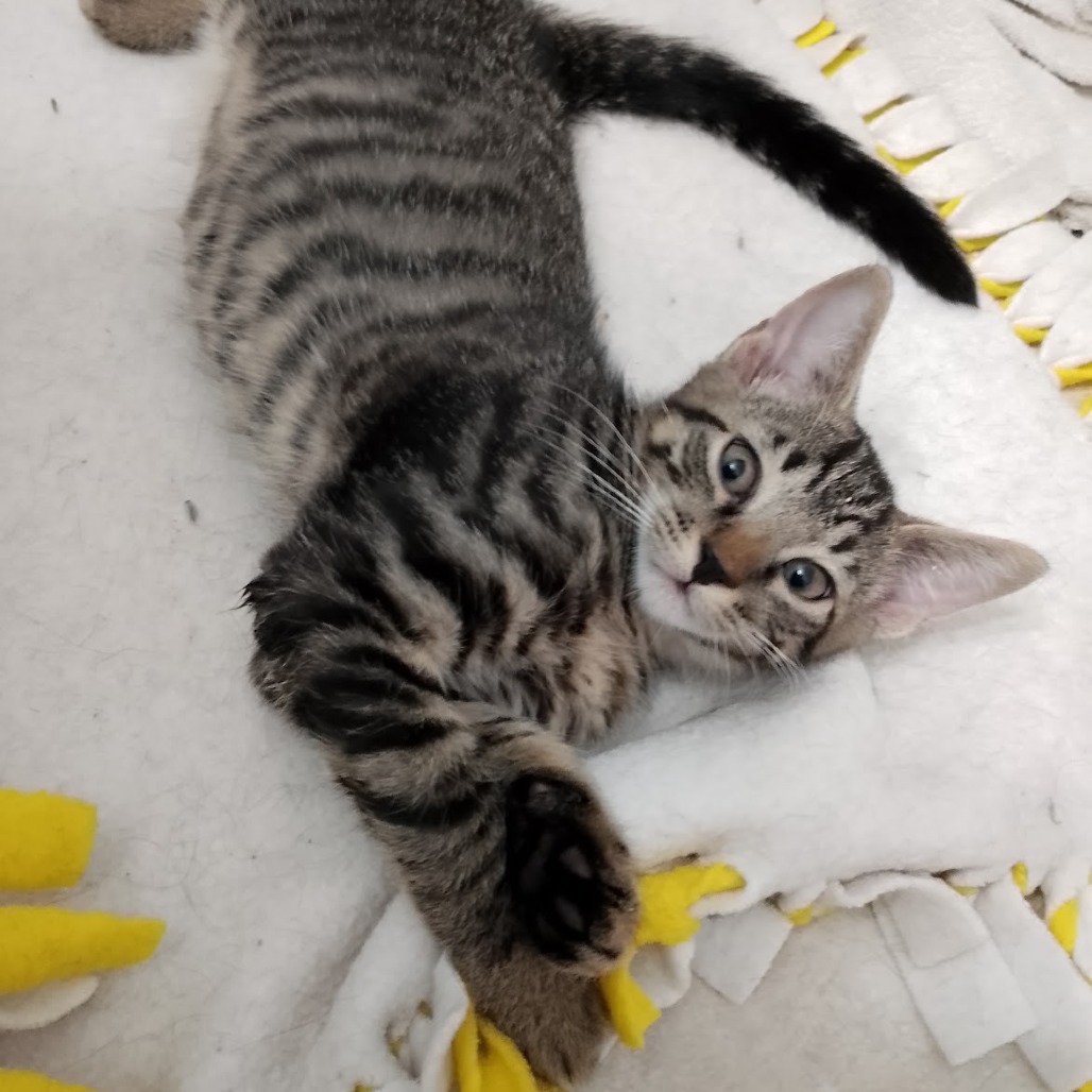 Triscuit