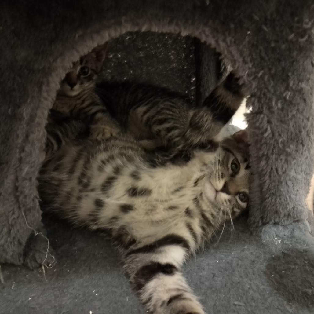 Triscuit