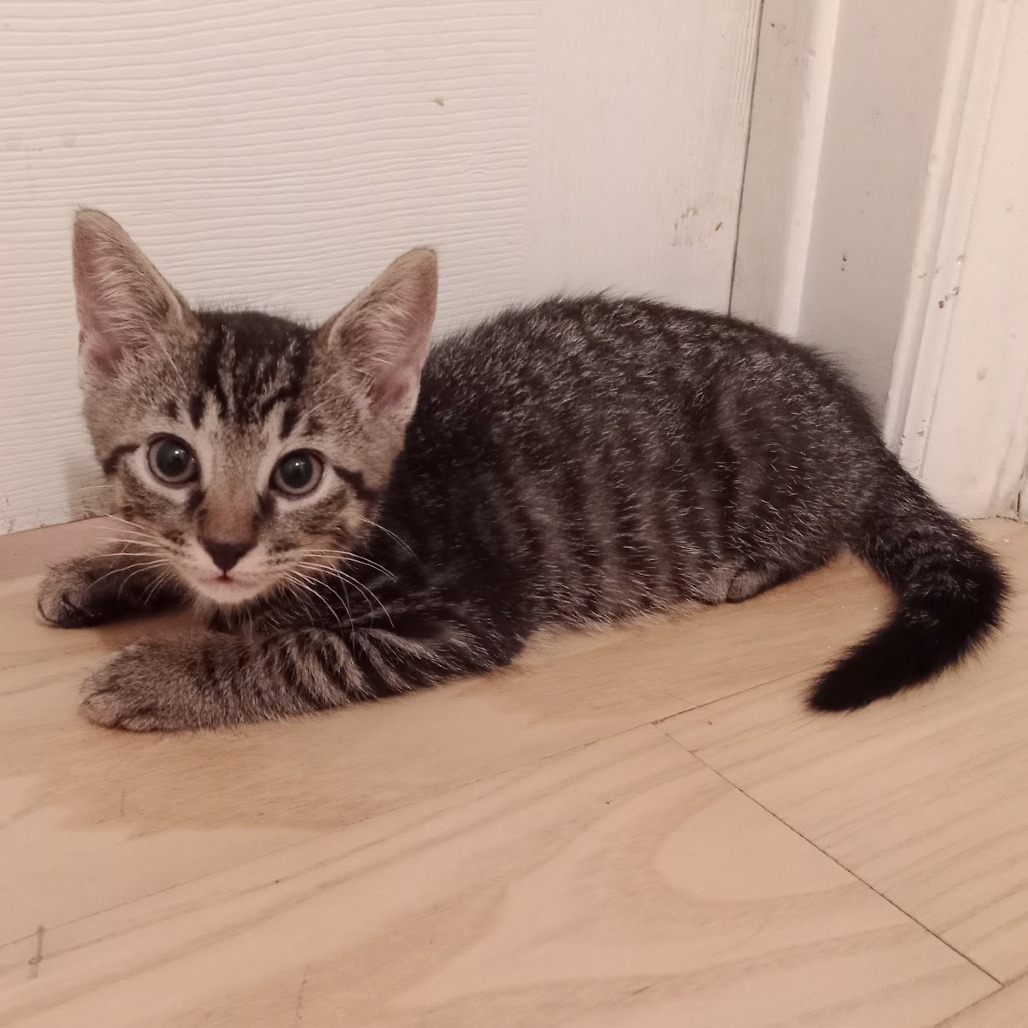 Triscuit