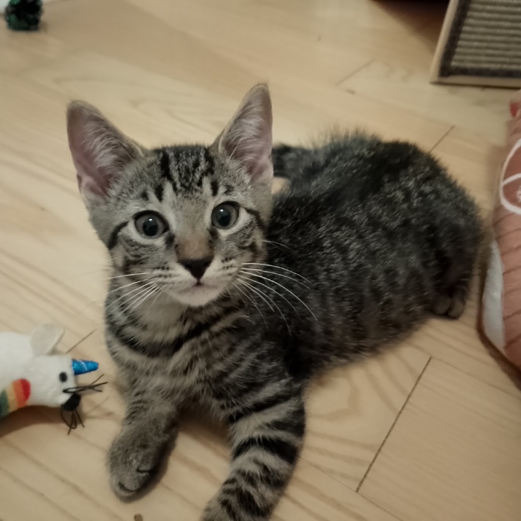Triscuit