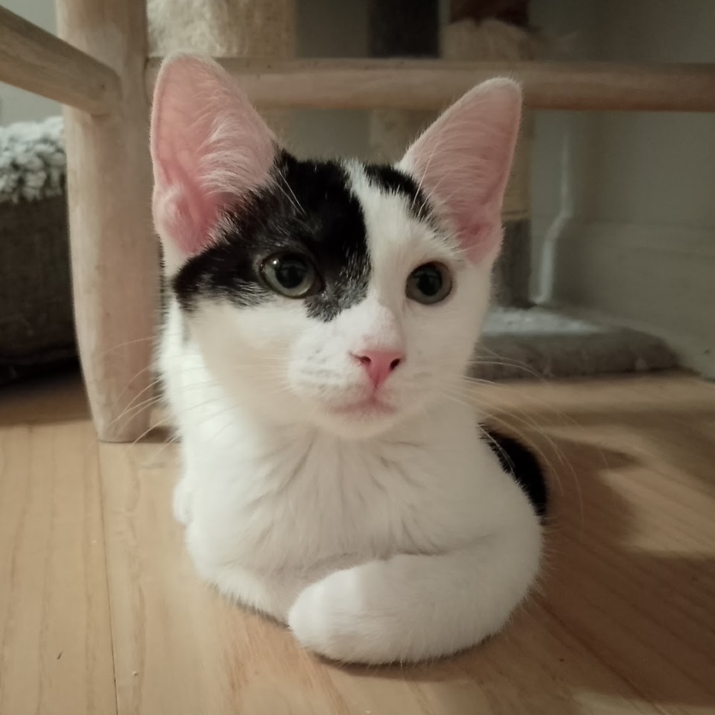 Buttermilk