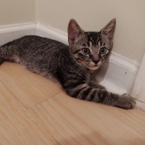 Takis, Baby Male Domestic Short Hair