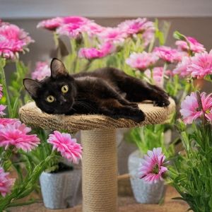 Tigerlily