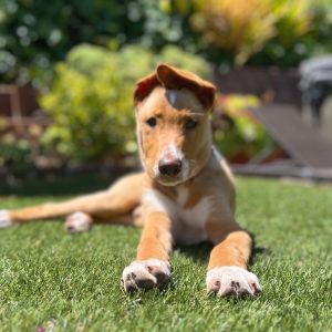 Meet Junior an adorable playful loving super smart pup He is quickly learning commands ie 