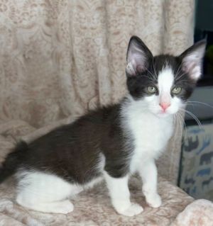 Cairo (pre adopt), Baby Male Domestic Short Hair